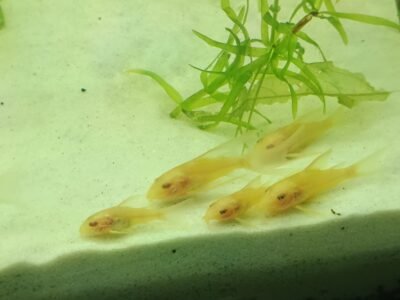 Lot de 10 Corydoras paleatus Albinos a voile