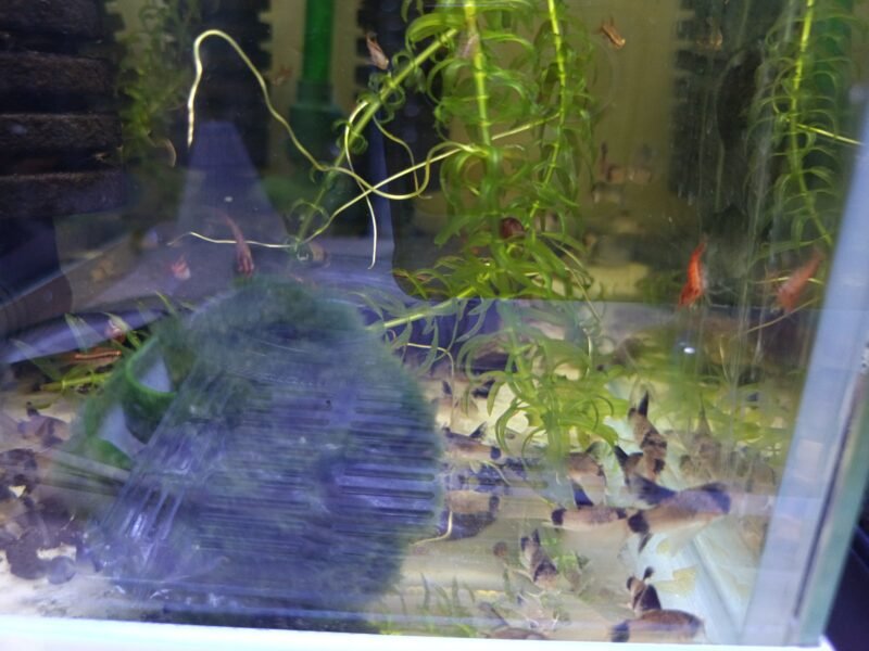 Lot de 10 Corydoras Panda a voile