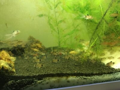 Lot de 10 Corydoras Panda a voile