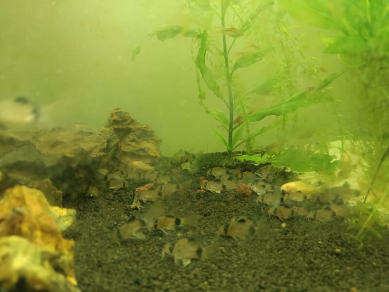 Lot de 10 Corydoras Panda a voile