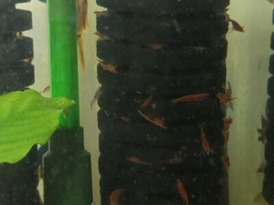 Lot de 12 crevettes red cherry