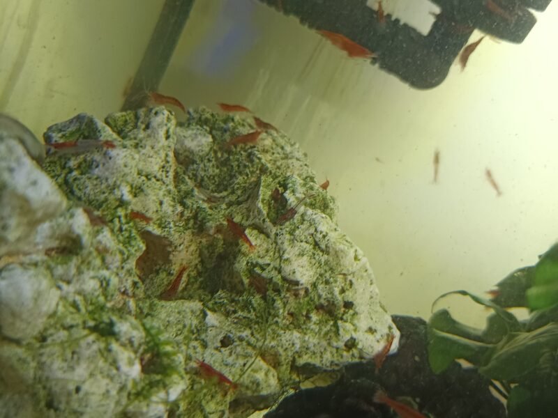 Lot de 12 crevettes red cherry