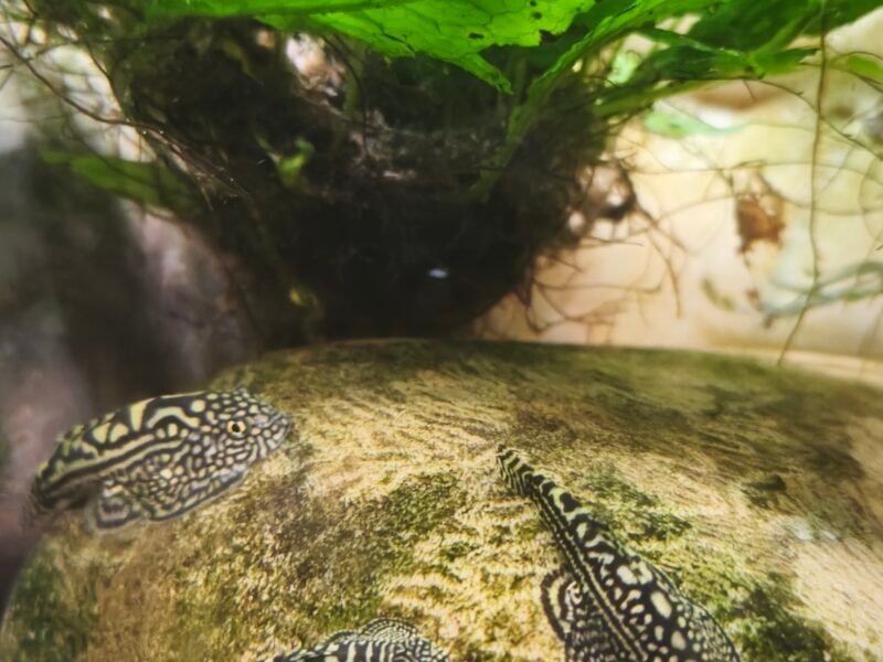 Loche Leopard (Sewellia lineolata)