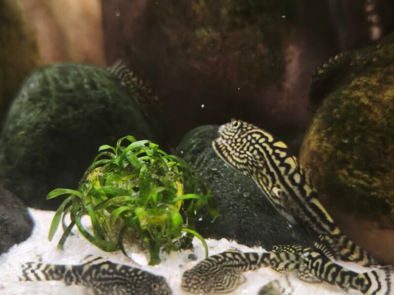 Loche Leopard (Sewellia lineolata)