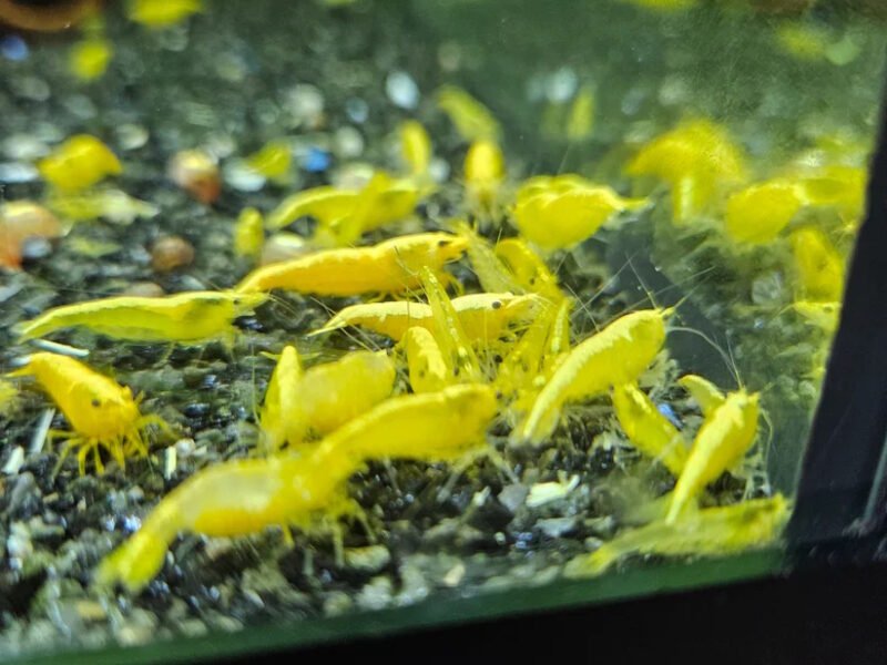 Neocaridina yellow neon