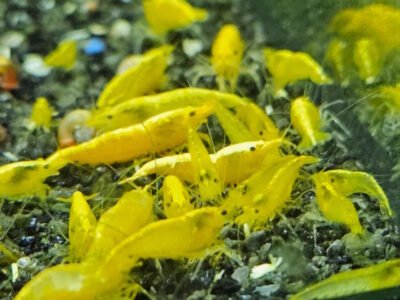 Neocaridina yellow neon