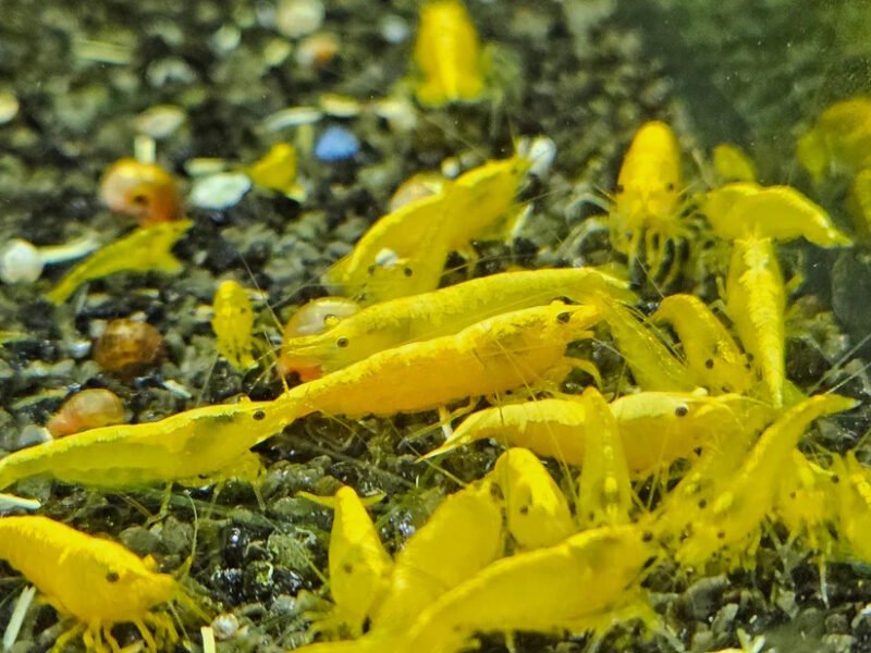 Neocaridina yellow neon
