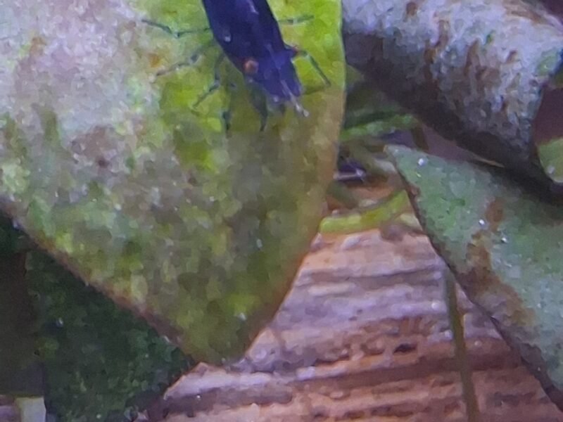 crevette néocaridina blues Dreams OE