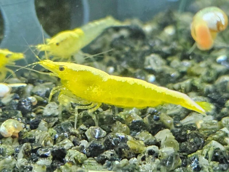 Neocaridina yellow neon