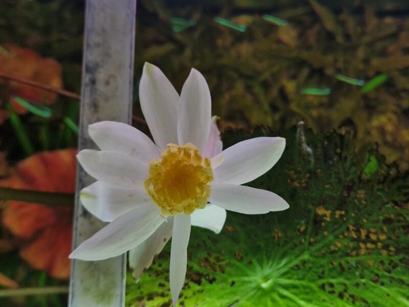 Nymphaea Tigerlotus Red PREMIUM