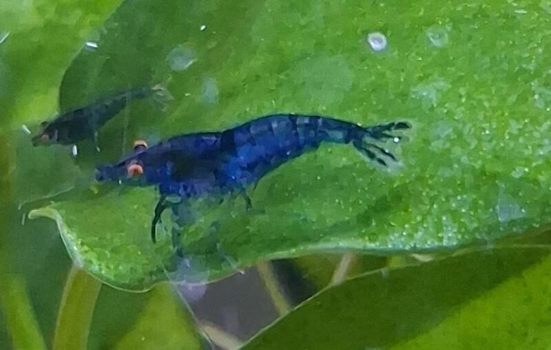 crevette néocaridina blues Dreams OE