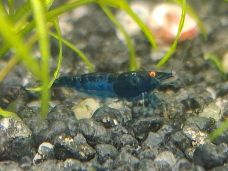 crevette néocaridina blues Dreams OE