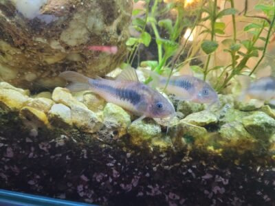 3 corydoras argenté