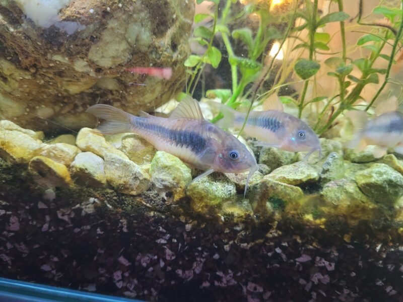3 corydoras argenté