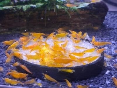 crevette orange fire
