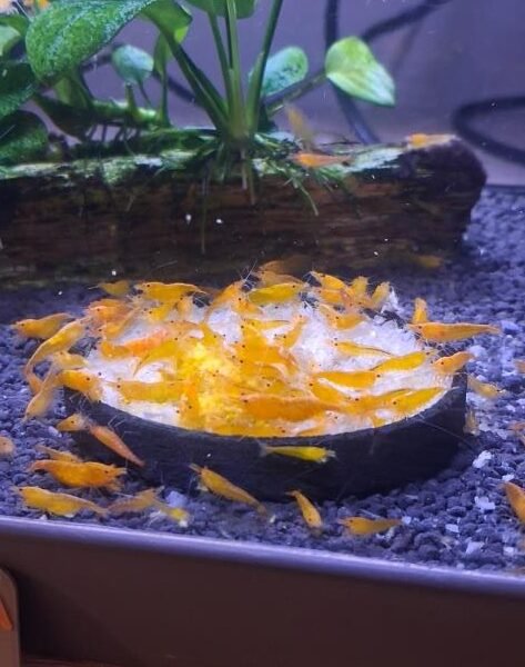 crevette orange fire