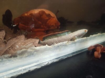 Channa limbata