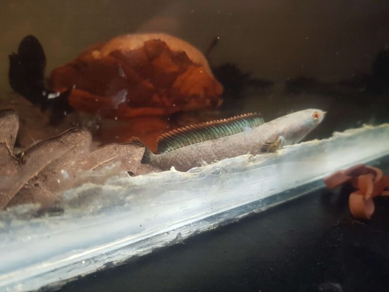 Channa limbata