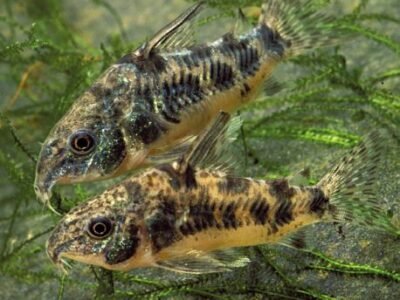 Vends 4 Corydoras / 3 Gouramis / 8 néons