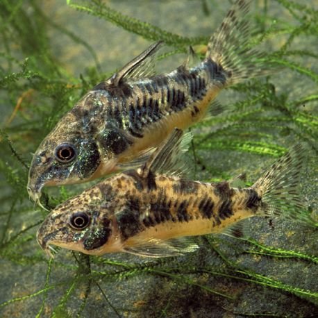 Vends 4 Corydoras / 3 Gouramis / 8 néons