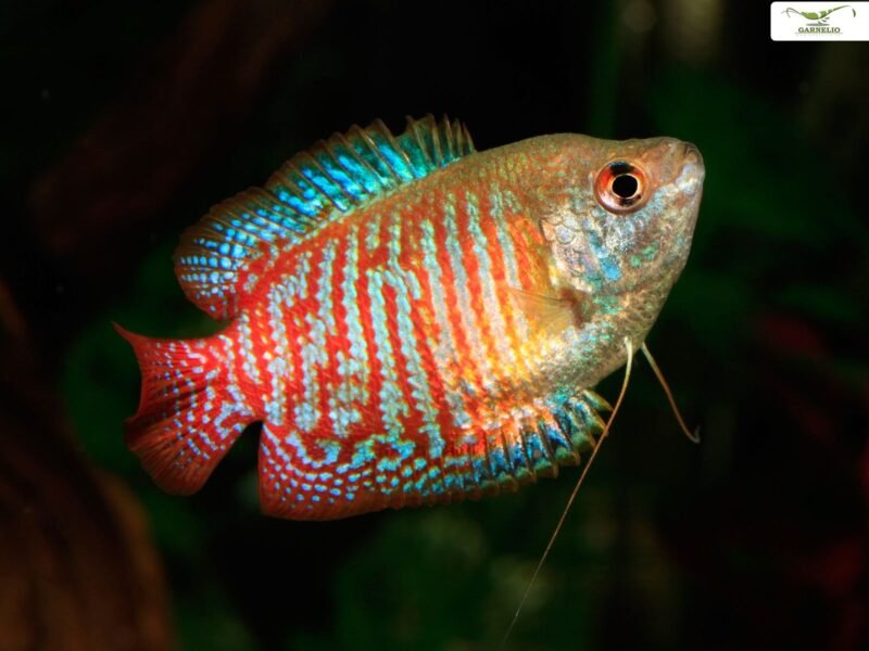 Vends 4 Corydoras / 3 Gouramis / 8 néons