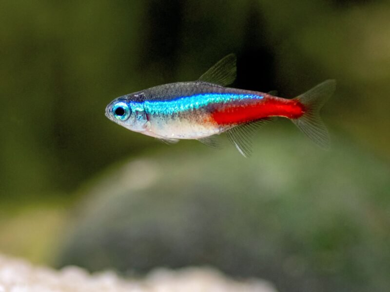 Vends 4 Corydoras / 3 Gouramis / 8 néons