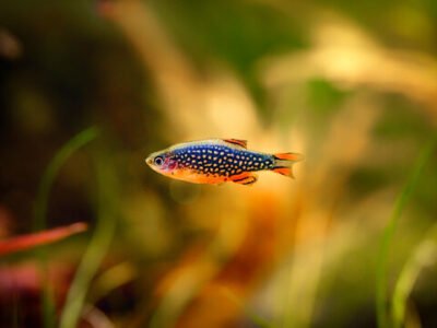 Don de 4 Danio margaritatus (Microrasbora galaxy)
