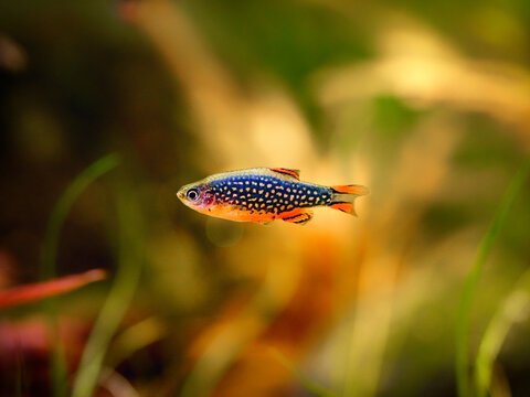 Don de 4 Danio margaritatus (Microrasbora galaxy)