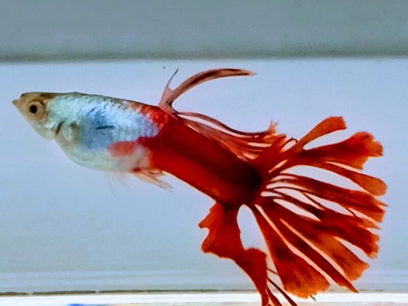 Guppy