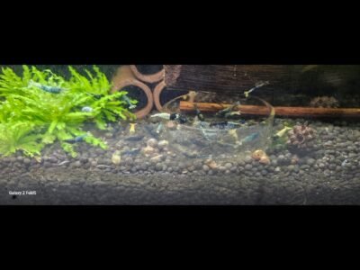 Caridina crazy blue