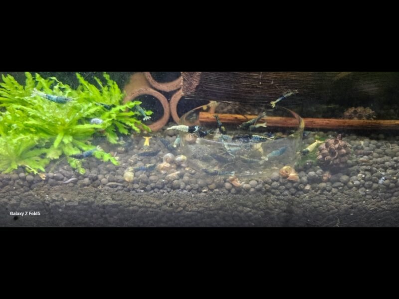 Caridina crazy blue