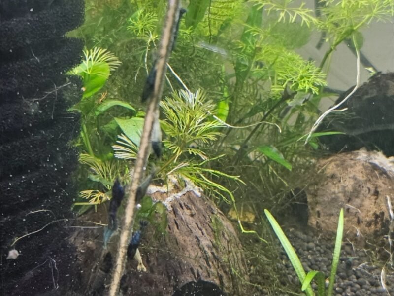 Caridina crazy blue