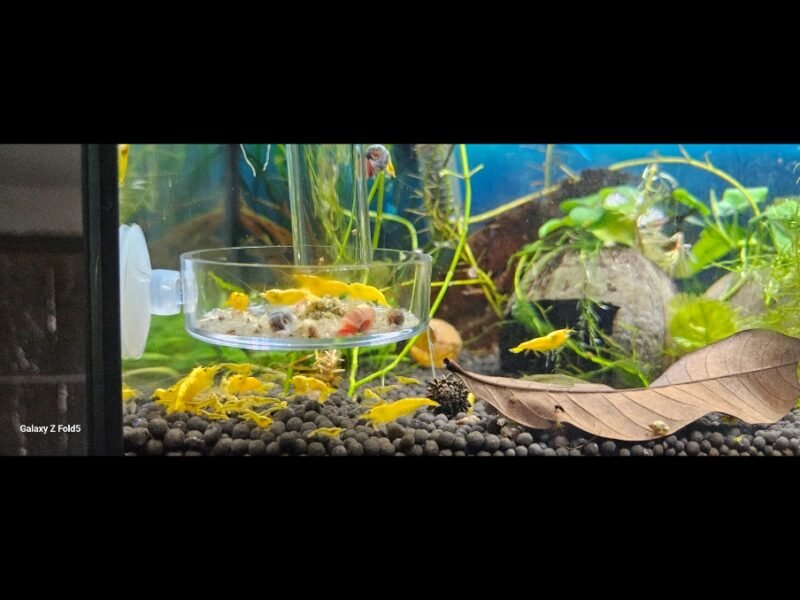 Yellow fire neon haut grade