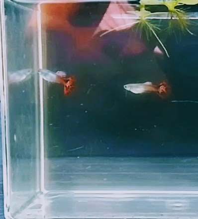 Guppy