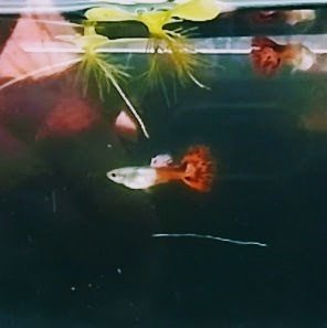 Guppy