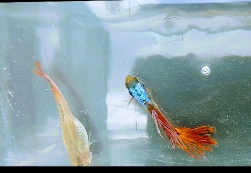 Guppy