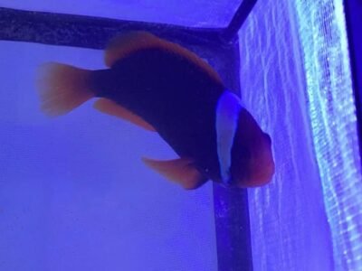 Amphiprion frenatus