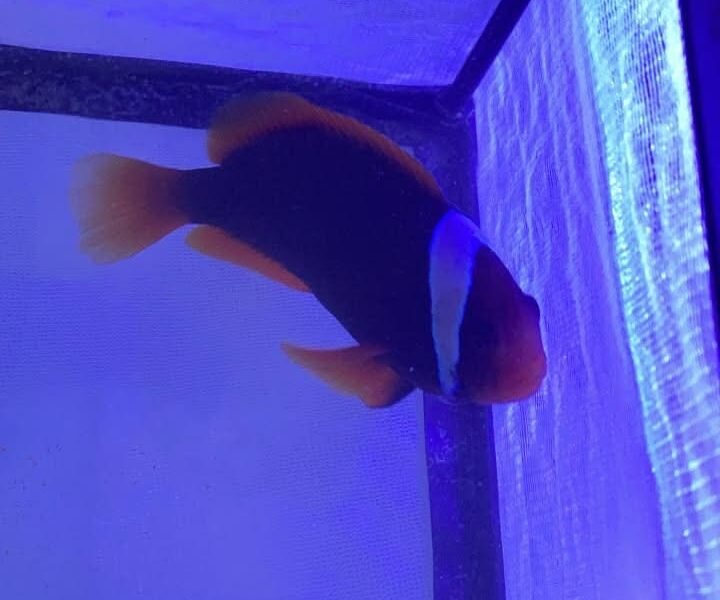 Amphiprion frenatus