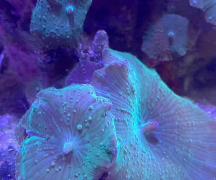 Discosoma vert