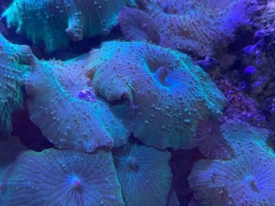 Discosoma vert