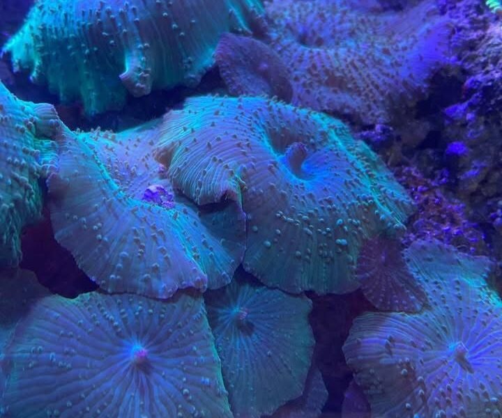 Discosoma vert