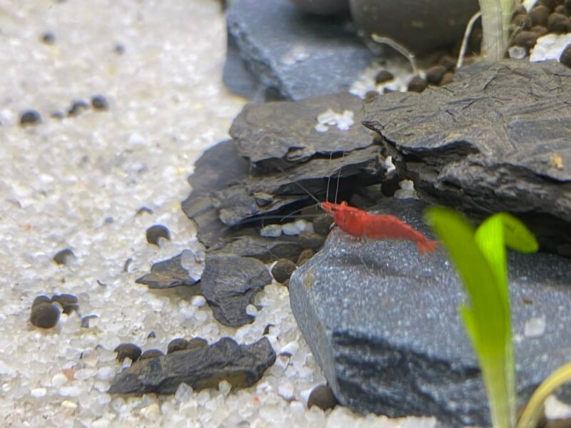 Urgent Lot de 15 Crevette Neocaridina rouge