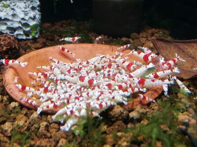 Crevettes caridina Pure Red Line (PRL)