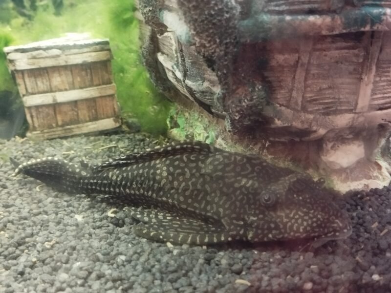 Don poissons
