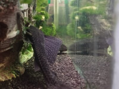 Don poissons