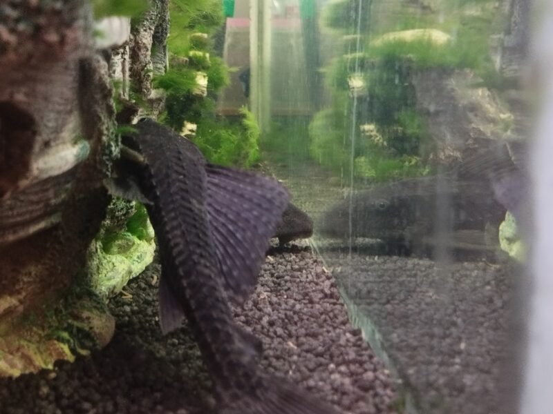 Don poissons