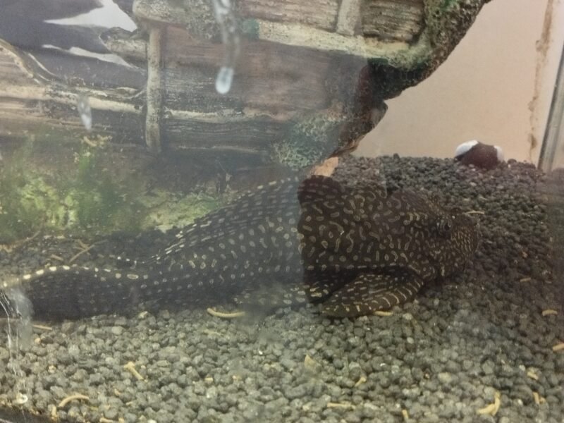 Don poissons