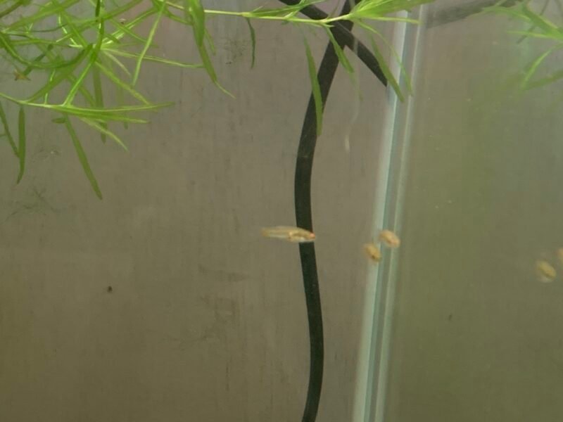 Groupe neoheterandria elegans