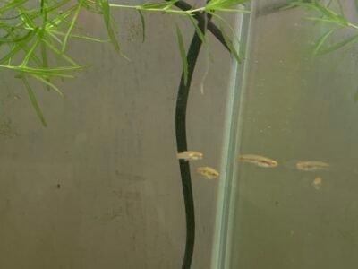 Groupe neoheterandria elegans