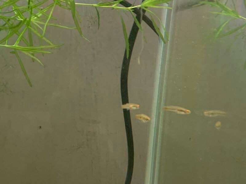 Groupe neoheterandria elegans